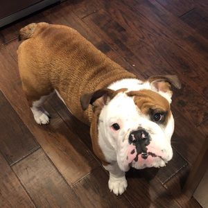 Meet your Posher, Bobbi jo